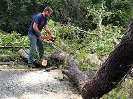 Seasonal Cleanup (Spring/Fall) in Dorr, MI