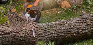 Best Emergency Tree Removal  in Dorr, MI